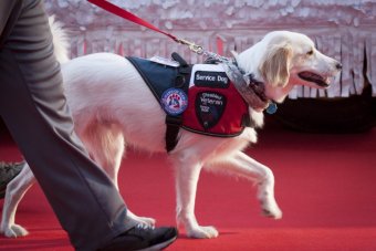 A photo of a golden retriever service dog wearing a vest with several service dog patches. The most prominent reads 'Disabled Veteran with Service Dog.'