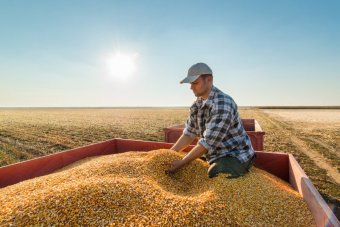 A man in a flannel shirt gathers corn seed for planting in a large, open field